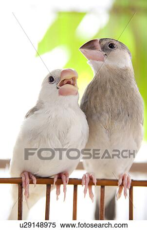 Java sparrows View Large Photo Image Stock Photography - Java sparrows. Fotosearch