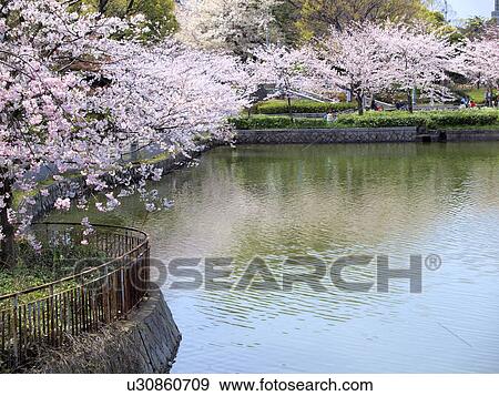 Stock Photo - Kawazoko pond, Osaka Prefecture, Honshu, Japan. Fotosearch