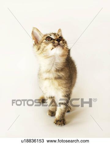 Stock Image - Kitten. Fotosearch