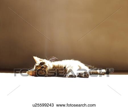 Kitten View Large Photo Image Stock Image - Kitten. Fotosearch