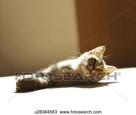 Kitten View Large Photo Image Stock Image - Kitten. Fotosearch