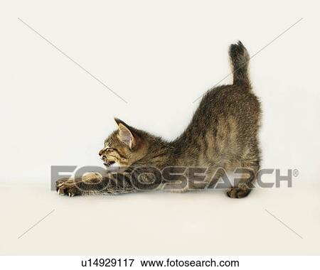 Kitten View Large Photo Image Stock Photo - Kitten. Fotosearch