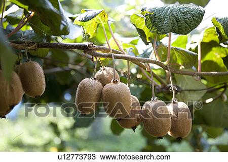 Kiwi Fruits View Large Photo Image Stock Image - Kiwi Fruits. Fotosearch