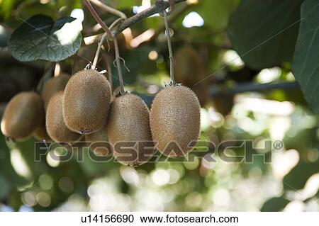 Kiwi Fruits View Large Photo Image Stock Image - Kiwi Fruits. Fotosearch