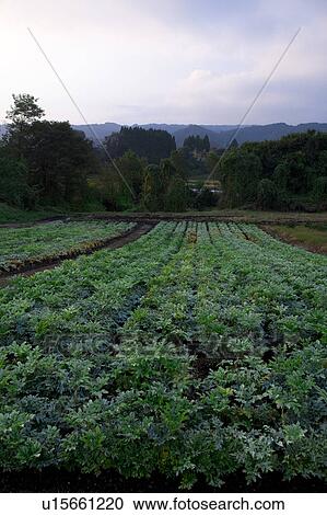 Konjac (Konnyaku) farm, Gunma Prefecture, Japan View Large Photo Image Stock Image - Konjac (Konnyaku) farm, Gunma Prefecture, Japan. Fotosearch