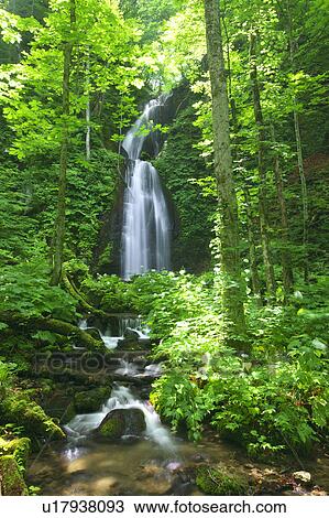 Kumoi-no-taki, Oirase, Aomori Prefecture, Honshu, Japan View Large Photo Image Stock Image - Kumoi-no-taki, Oirase, Aomori Prefecture, Honshu, Japan. Fotosearch