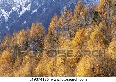 Kurosawa highlands View Large Photo Image Stock Photography - Kurosawa highlands. Fotosearch