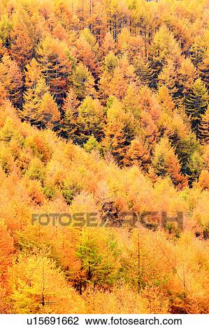 Larch Tree Forest in Autumn View Large Photo Image Stock Image - Larch Tree Forest in Autumn. Fotosearch