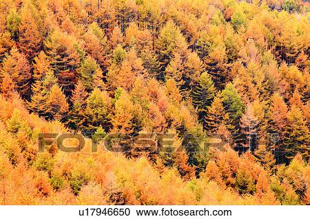 Larch Tree Forest in Autumn View Large Photo Image Stock Image - Larch Tree Forest in Autumn. Fotosearch
