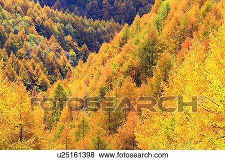 Larch Tree Forest in Autumn View Large Photo Image Stock Photo - Larch Tree Forest in Autumn. Fotosearch
