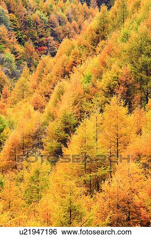Stock Photograph - Larch Tree Forest in Autumn. Fotosearch