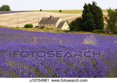 Lavender Field and Farmhouse View Large Photo Image Stock Image - Lavender Field and Farmhouse. Fotosearch