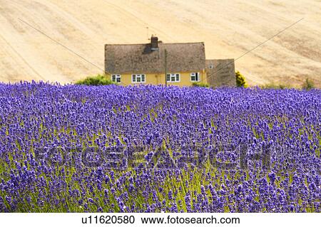 Stock Image - Lavender Field and Farmhouse. Fotosearch
