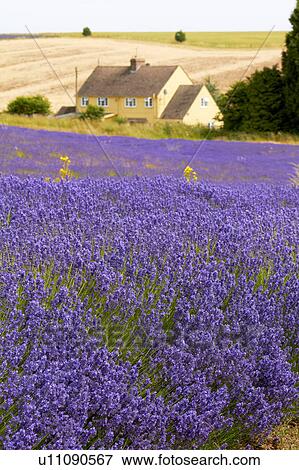 Stock Photo - Lavender Field and Farmhouse. Fotosearch