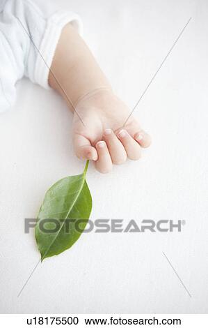 Stock Image - Leaf in Baby's Hand. Fotosearch