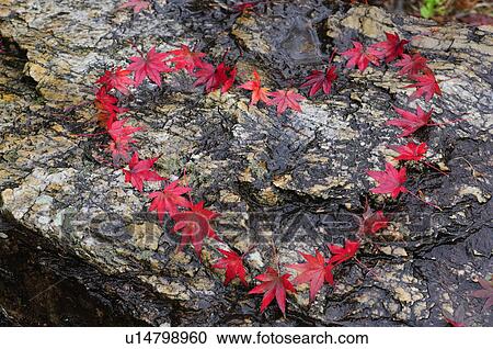 Leaves Forming Heart Shape View Large Photo Image Stock Image - Leaves Forming Heart Shape. Fotosearch