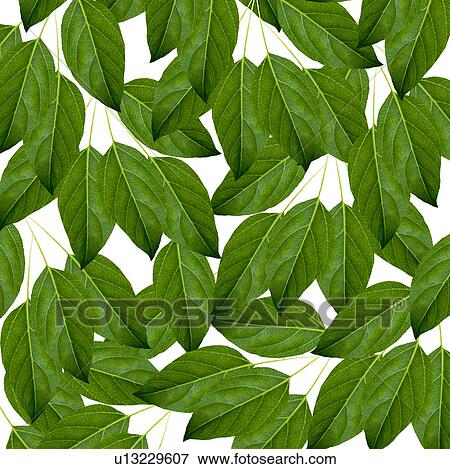 Leaves on white background, Digital composite View Large Photo Image Stock Photo - Leaves on white background, Digital composite. Fotosearch