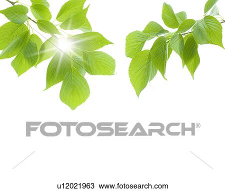 Leaves View Large Photo Image Stock Image - Leaves. Fotosearch