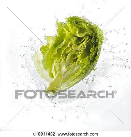 Lettuce Falling Into Water View Large Photo Image Stock Image - Lettuce Falling Into Water. Fotosearch