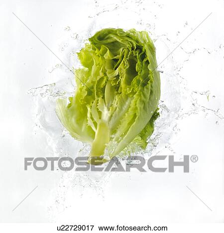 Stock Photo - Lettuce Falling Into Water. Fotosearch