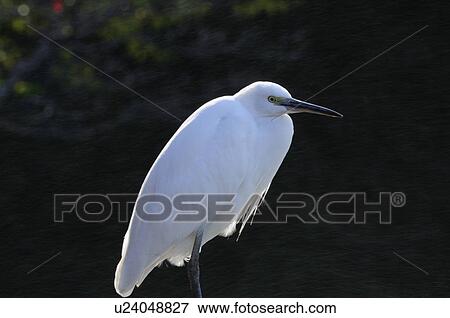 Stock Photo - Little Egret. Fotosearch