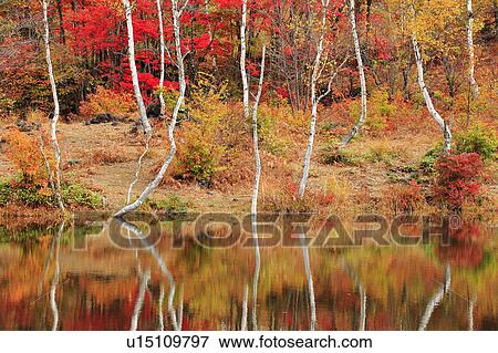 Stock Photo - Maime Pond in Autumn. Fotosearch