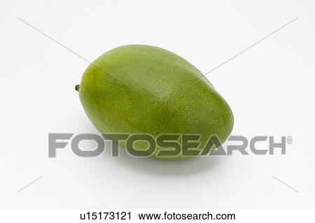 Mango View Large Photo Image Stock Image - Mango. Fotosearch