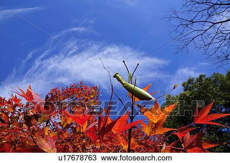 Mantis on Autumn Maple Leaf View Large Photo Image Stock Image - Mantis on Autumn Maple Leaf. Fotosearch