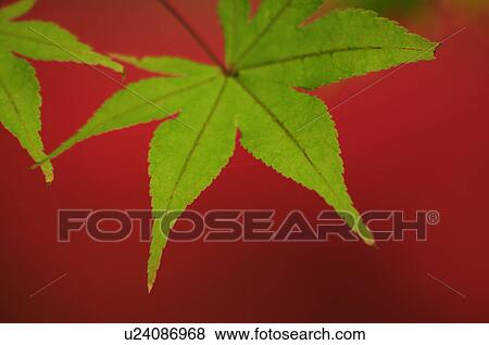 Maple Leaf View Large Photo Image Stock Photo - Maple Leaf. Fotosearch