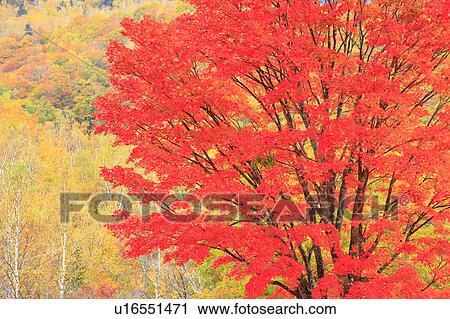 Maple Tree in Autumn View Large Photo Image Stock Image - Maple Tree in Autumn. Fotosearch