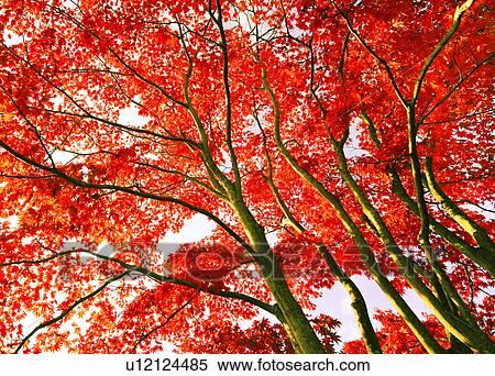 Maple Trees in Autumn View Large Photo Image Stock Photography - Maple Trees in Autumn. Fotosearch