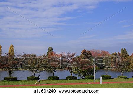 Misato Park in Autumn View Large Photo Image Stock Image - Misato Park in Autumn. Fotosearch