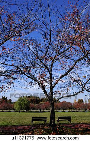 Misato Park View Large Photo Image Stock Photography - Misato Park. Fotosearch
