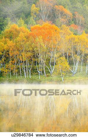 Picture - Mist Over Pond in Autumn. Fotosearch