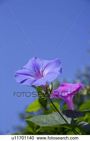 Stock Image - Morning Glories. Fotosearch