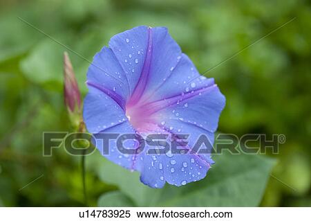 Morning Glory View Large Photo Image Stock Photography - Morning Glory. Fotosearch