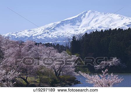 Mt. Chokai, Akita Prefecture, Honshu, Japan View Large Photo Image Stock Photo - Mt. Chokai, Akita Prefecture, Honshu, Japan. Fotosearch