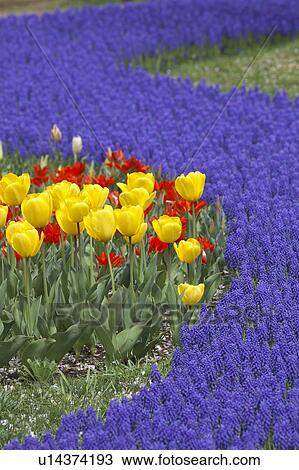 Stock Image - Muscari and tuplis at Showa Kinen Park, Tokyo, Honshu, Japan. Fotosearch