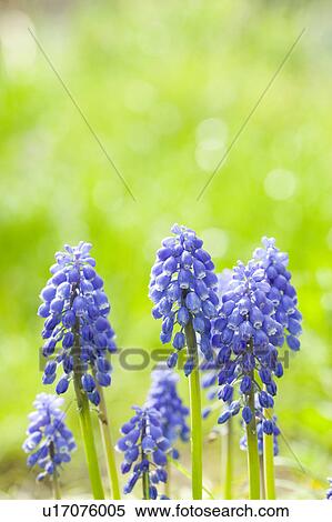 Muscari Flower View Large Photo Image Stock Photography - Muscari Flower. Fotosearch