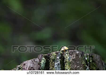 Stock Image - Mushroom Growing on Tree Stump. Fotosearch
