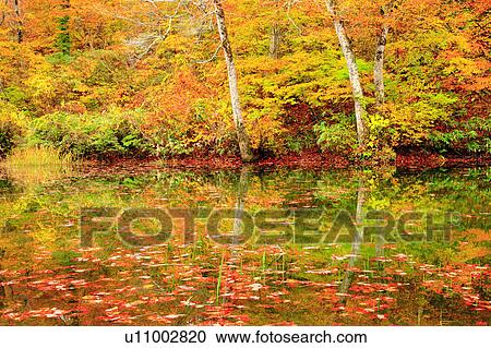 Nataike Pond in Autumn View Large Photo Image Stock Image - Nataike Pond in Autumn. Fotosearch