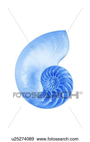 Stock Photo - Nautilus Shell. Fotosearch