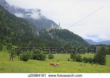 Stock Image - Neuschwanstein Castle, Rothenburg, Germany. Fotosearch