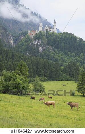 Stock Photo - Neuschwanstein Castle, Rothenburg, Germany. Fotosearch