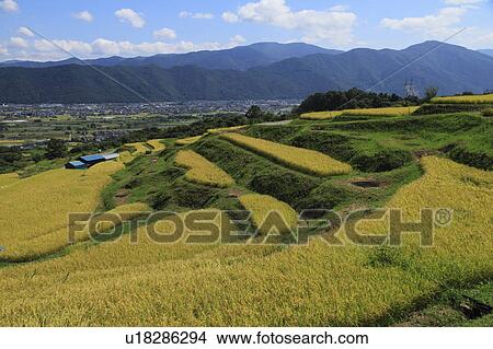 Obasute rice terrace View Large Photo Image Picture - Obasute rice terrace. Fotosearch