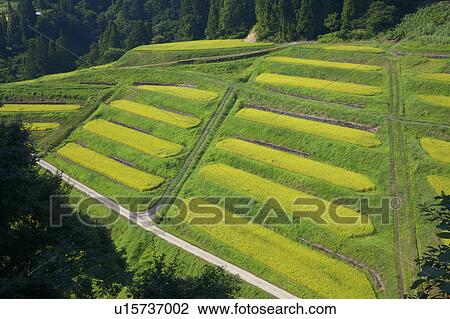 Obiraki Terraced Field, Niigata Prefecture, Honshu, Japan View Large Photo Image Stock Image - Obiraki Terraced Field, Niigata Prefecture, Honshu, Japan. Fotosearch