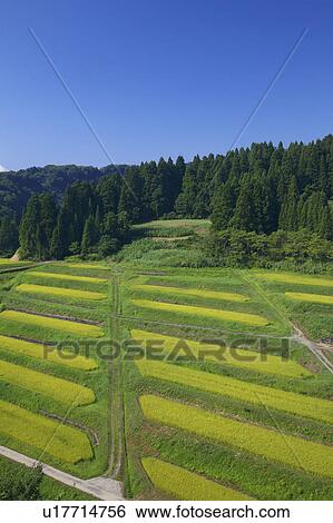 Stock Photograph - Obiraki Terraced Field, Niigata Prefecture, Honshu, Japan. Fotosearch