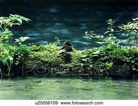 Stock Photo - Oirase river, Aomori Prefecture, Honshu, Japan. Fotosearch