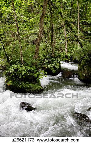Stock Image - Oirase Stream and Woods of Japanese Beech. Fotosearch