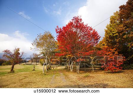 Stock Image - Okudaisen, Tottori Prefecture, Honshu, Japan. Fotosearch